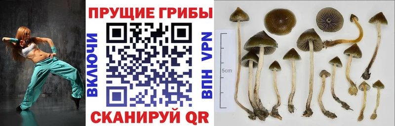 магазин продажи   Чебоксары  Псилоцибиновые грибы Psilocybine cubensis 